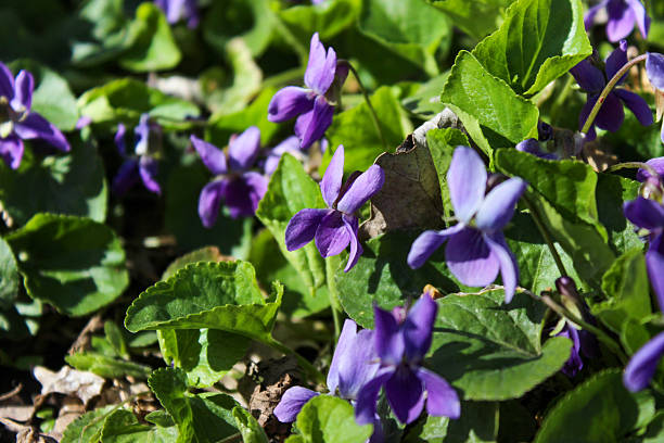 istock Violet flower field blooming in spring 2207993741