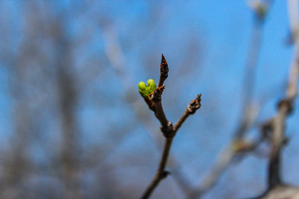 istock Small green buds on the branches of plum tree 2207994312