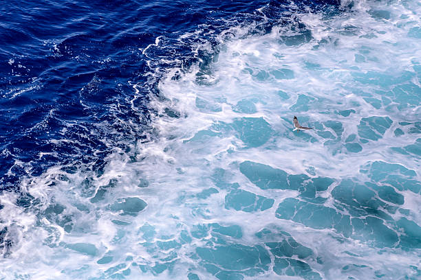 istock A bird is flying over the ocean waves 2207995249