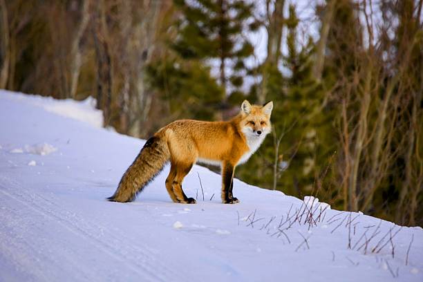 istock Winter Red Fox Hunting in Snow 2207996643