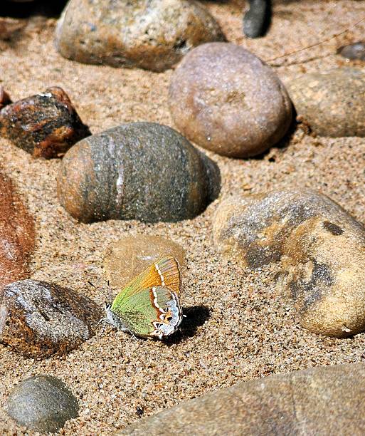 Colorful Butterfly Moth in Sand Among the Pebbles - Utah