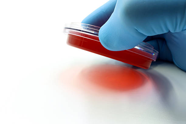 Close-up view of a scientist's gloved hand holding a Petri dish with lab-grown sprouts inside