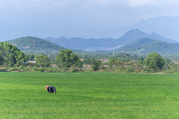 Hoi An, Vietnam - July 12, 2007: A teenage girl sits on a water buffalo grazing in a field in a village outside Hoi An, Vietnam. In the background a woman plants rice.