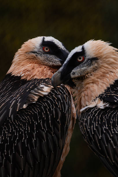 istock An endangered bearded vulture (Gypaetus barbatus) perched on a rock, South Africa 2207997098