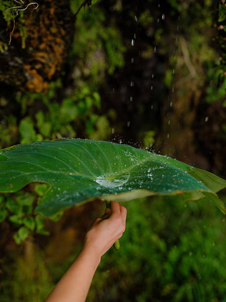 Cropped Hand Of Person Watering Plant Against Blurred Background