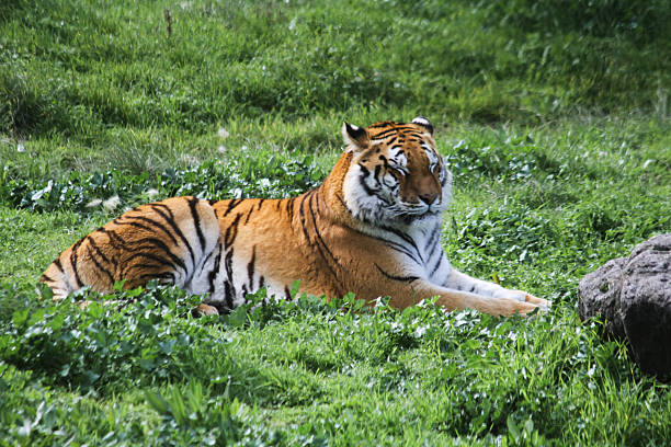 istock Regal Bengal Tiger Resting in a Green Meadow 2208000844