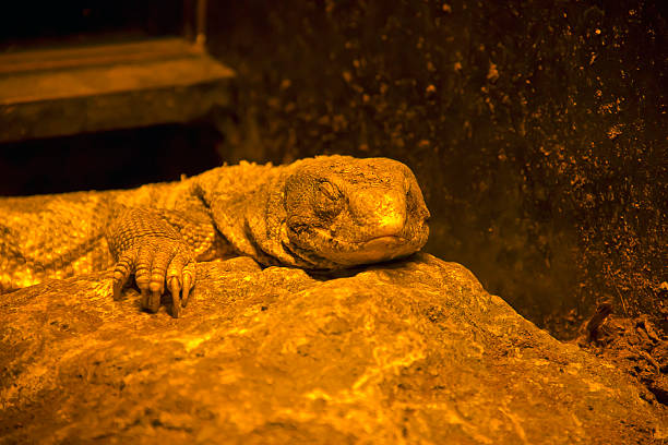 A green Leiptien's Spiny Tailed Lizard sleeping on a ground in the rocks very close up (Uromastyx aegyptia leptieni)