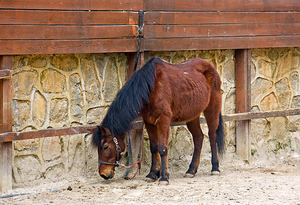 Beautiful horses of different colors, livestock on rural farm, animals grazing in agricultural field, horse portraits