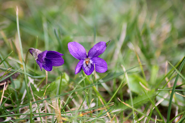 Two sweet violet flowers on a grassland