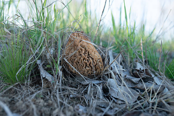 Morel fungus, edible mushrooms growth in a wild nature in a sunny spring forest (verpa bohemica), natural outdoor background, vacation and activity on a fresh air, macro image
