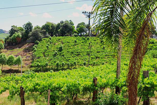 istock Valley of the Vineyards 2208001567