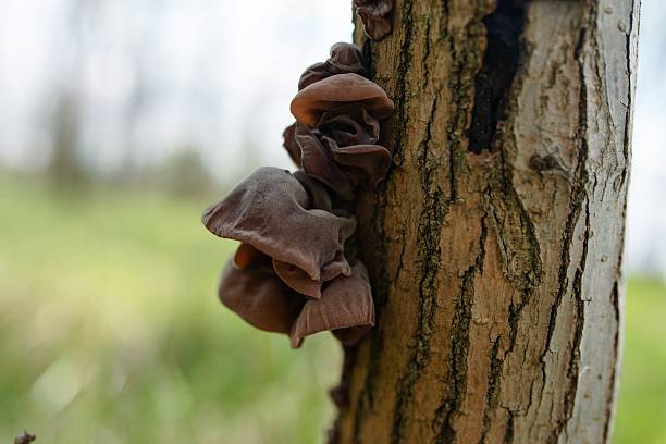Jelly ear mushroom on tree in forest.