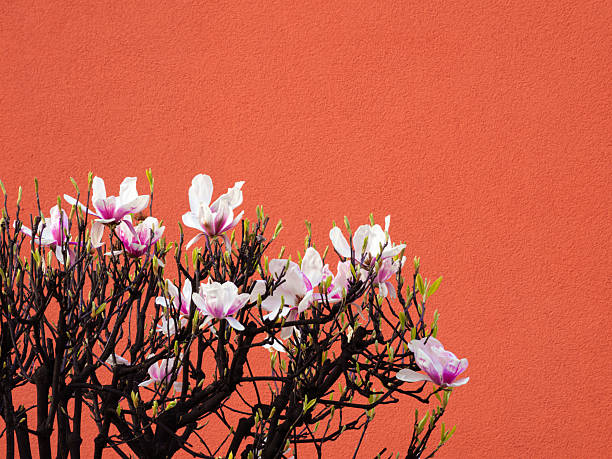 Magnolia flowers blooming against a vibrant orange wall.