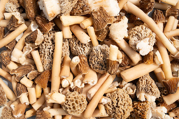 Morels mushrooms natural mushroom healthy food ingredient appetizer fresh tasty gourmet food background on the table rustic food top view copy space keto and paleo diet vegetarian and vegan food