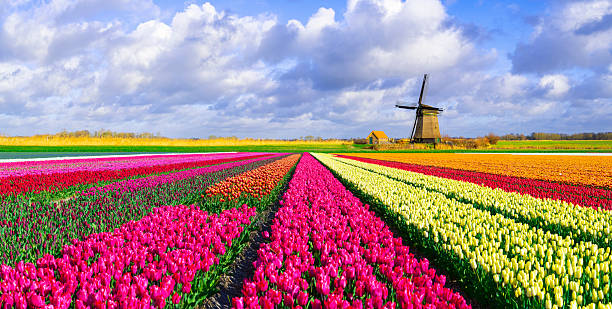 istock Colourful Tulip Fields and Three Windmills under a Partially Clouded Blue Sky 2208003616