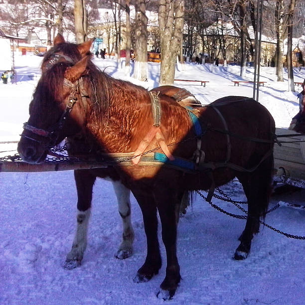 istock Horses in Sleigh in Winter Village 2208004094