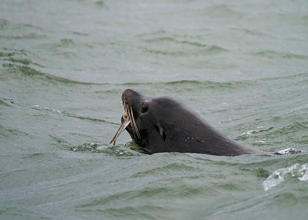 Sea lion on a sunny day