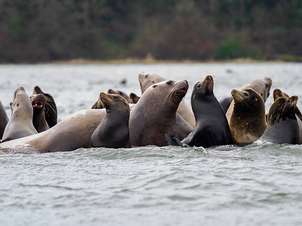 Sea Lions in the Cowliz River. This is near the mouth of the Cowlitz and the Columbia River in southwestern Washington State. This is during a smelt run in Longview, WA.