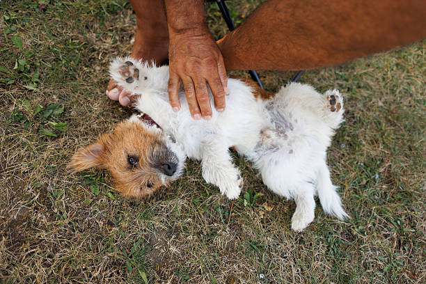 Playful pup enjoying a nature break, lying on grass while unrecognizable person petting him
