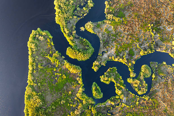 istock Wetlands wild tropical nature at sunset. Florida ecosystem landscape 2208007058