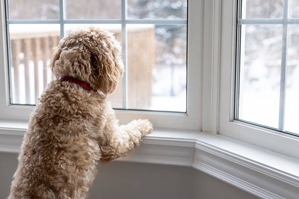 istock Small Fluffy Dog Glancing Out a Snowy Window in a Cozy Home 2208007462