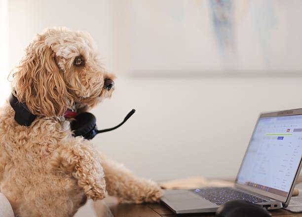 istock Cute Dog Using a Laptop Wearing Headphones in a Home Office Setting 2208007471