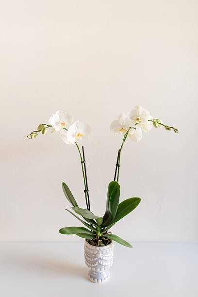 istock White Orchid Plant in a Charming Light Blue & White Pot with a Neutral Background 2208008131
