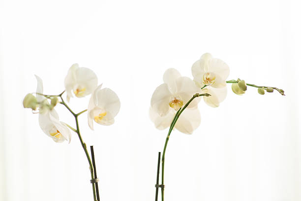 A decorative orchid flower blossom