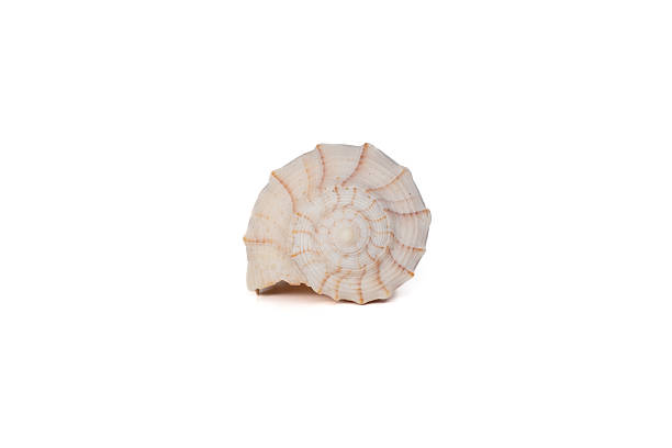 istock White spiral seashell with soft ridges and subtle peach lines 2208009539