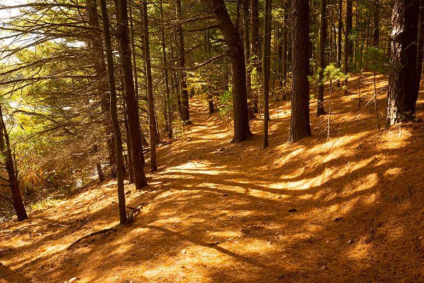 istock Brown carpet of pine needles in a Connecticut conifer forest. 2208015961