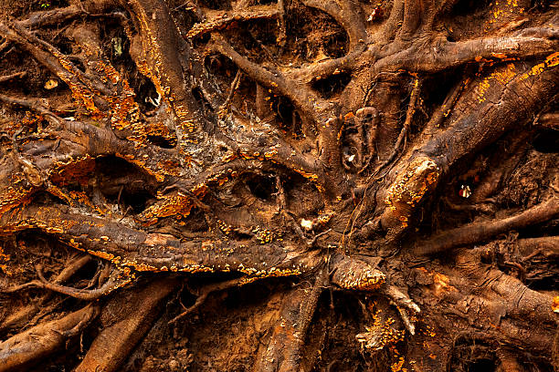 Labrinth of exposed roots, the sinews of a fallen tree at Porter Howard Reservoir in Manchester, Connecticut.