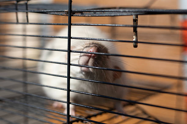 White rat in a cage. Rodent behind bars. Pet with white fur. Animal in captivity.