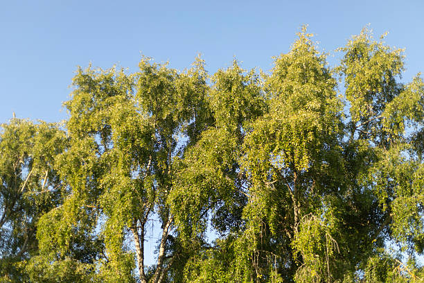 istock Green trees. Soft light on the branches. A grove of poplars. 2208017620