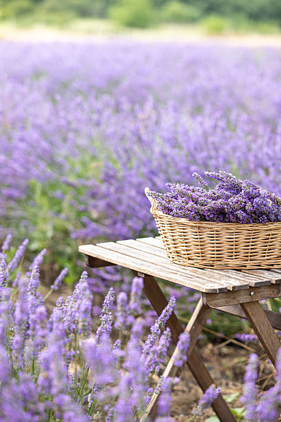 istock Harvesting season. Lavender bouquets and basket. 2208019570