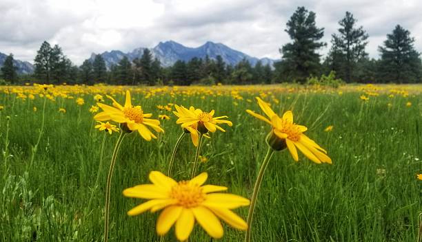 istock Sunflower Wildflowers in Boulder Colorado Flations 2208019936