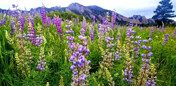 istock Wild Lupines - Flatirons - Boulder Colorado 2208019966