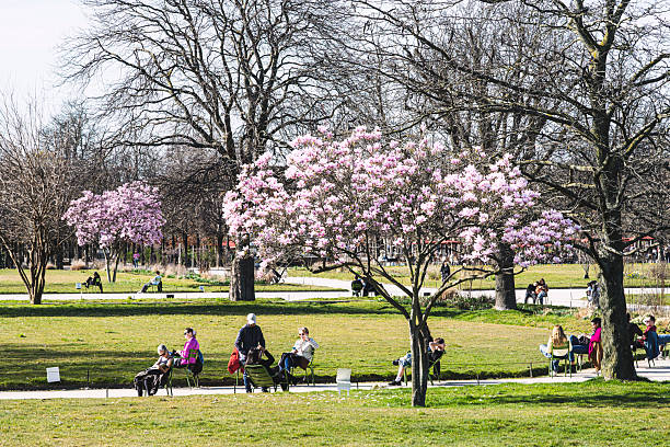 Paris : a blooming magnolia in Jardin des Tuileries in spring, with a man on a chair. Paris in France, April 19, 2025