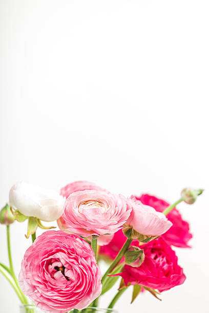 Beautiful pink ranunculus flowers in a clear vase, vibrant colors and delicate petals