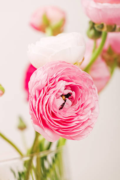 istock Pink ranunculus flowers close-up 2208021400
