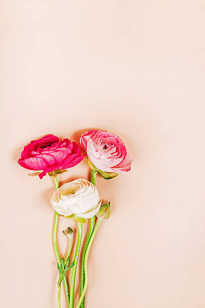 Fresh and delicate ranunculus flowers isolated on pastel pink background