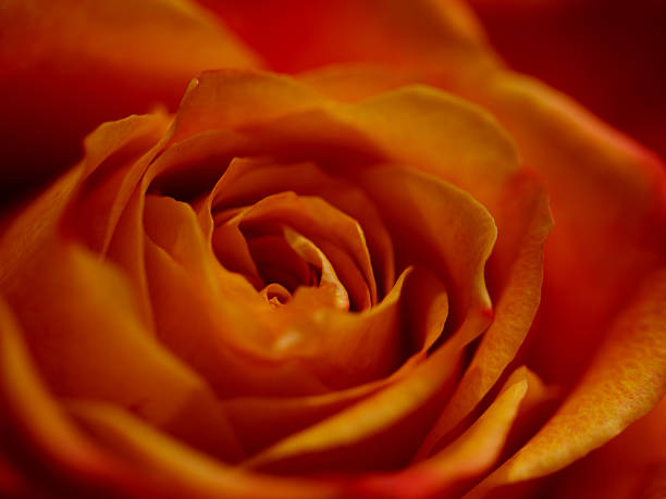 Yellow orande rose in macro