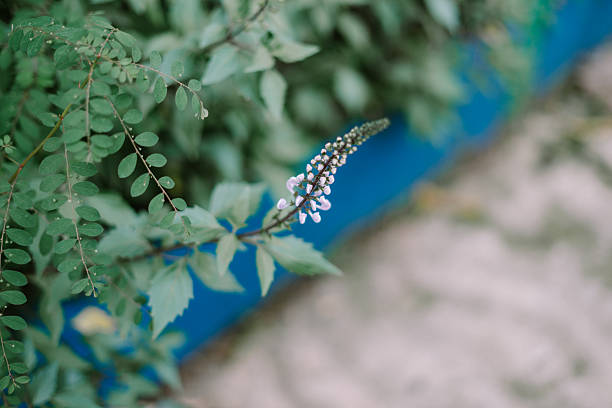 A delicate wildflower stem displays tiny blooms against a backdrop of vibrant green foliage. Soft, natural light illuminates the tranquil botanical scene, capturing the essence of spring's gentle beauty.