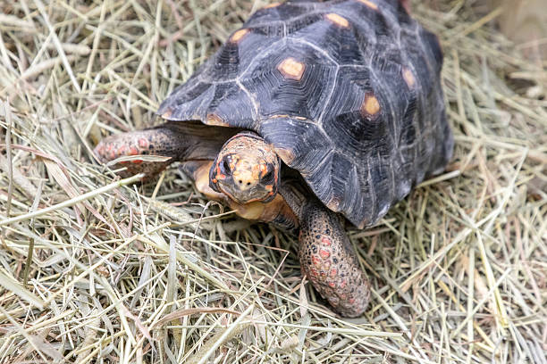 istock Red footed tortoise Chelonoidis carbonaria with some pyramided scutes 2208026505