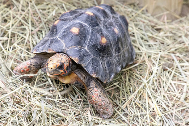 istock Red footed tortoise Chelonoidis carbonaria with some pyramided scutes 2208026506