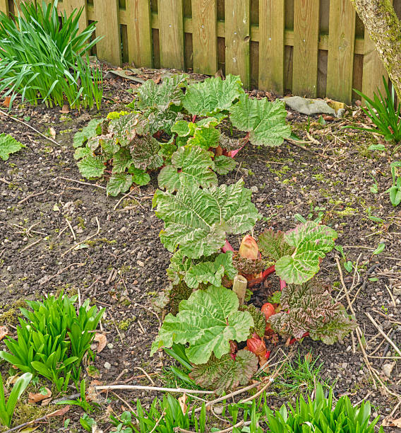 Vibrant rhubarb plants with broad leaves flourish in a garden. Captured during springtime in Denmark, showcasing fresh greenery against a rustic wooden fence.