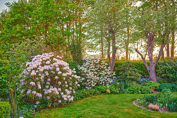 A tranquil view of a lush garden in spring and early summer, featuring vibrant shrubs, blooming flowers, and tall green trees under a soft sky. Perfect for illustrating nature's seasonal beauty.