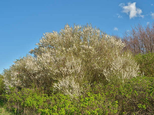 Wild shrubs in full bloom spread across a lush landscape in Denmark under vivid blue skies.