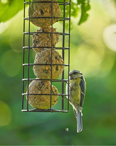 Small bird feeding on suet in a green setting, capturing the vibrant nature of Denmark during springtime.