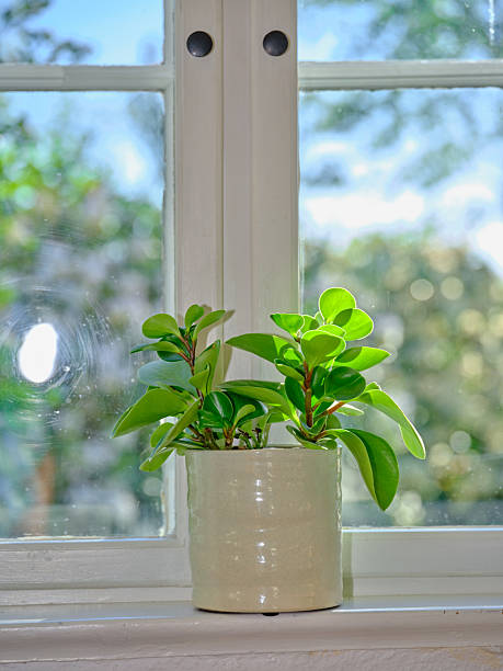 istock Potted Green Plant on Windowsill Illuminated by Soft Natural Light 2208027897