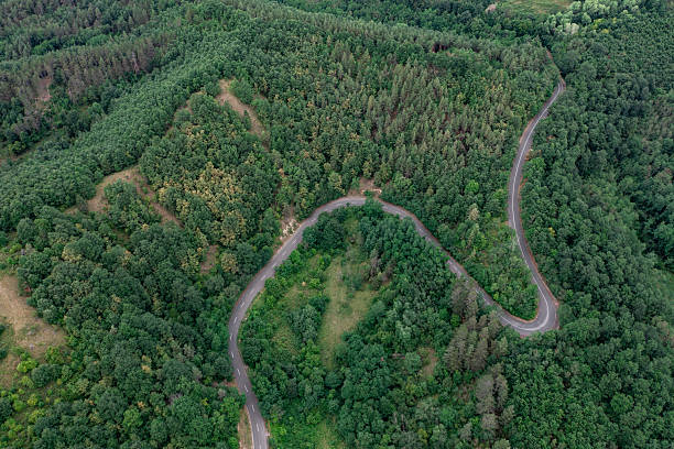 High-angle aerial view of a winding road meandering through a dense and vibrant green forest. The curves of the road contrast with the natural texture of the surrounding trees, creating a visually appealing balance between human engineering and untouched wilderness.